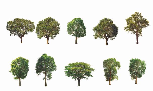 Isolated trees on white background , The collection of trees.  - Photo, Image