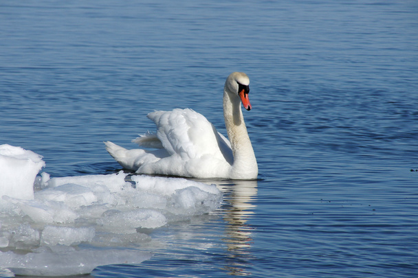 Cisne blanco
 - Foto, Imagen