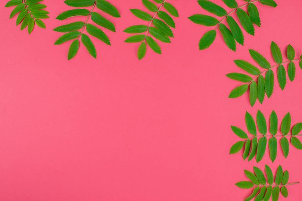 Creative flat lay top view pattern with fresh green rowan tree leaves on bright pink background with copy space in minimal duotone pop art style, frame template for text - Fotoğraf, Görsel