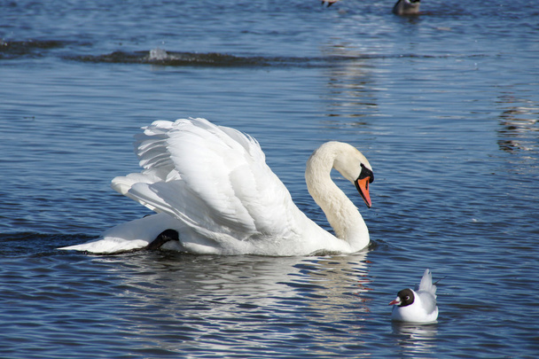 Cisne blanco en el agua - Foto, Imagen