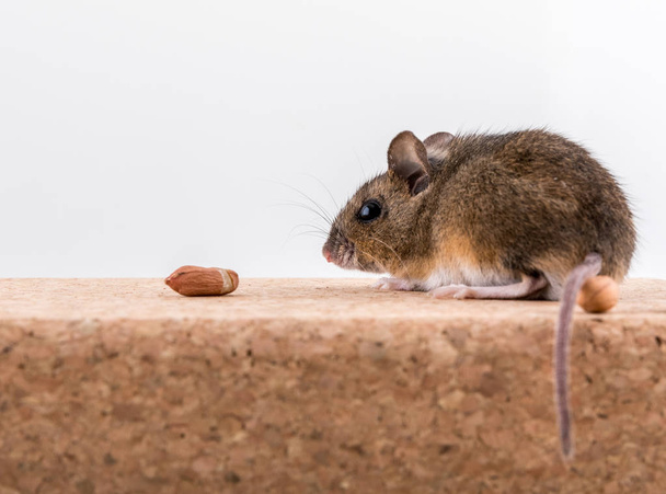 Vue latérale d'une souris des bois, Apodemus sylvaticus, assise sur une brique de liège avec un fond clair, reniflant quelques cacahuètes
 - Photo, image