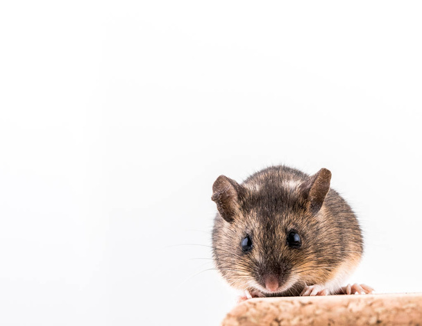 Mysz zaroślowa, Apodemus sylvaticus, siedząc na cegły cork z jasnego tła, patrząc w aparacie - Zdjęcie, obraz