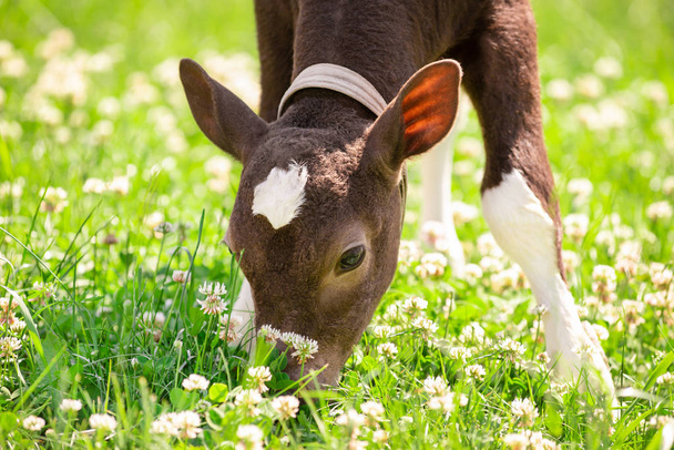 Young calf in the grass and flowers - Photo, Image