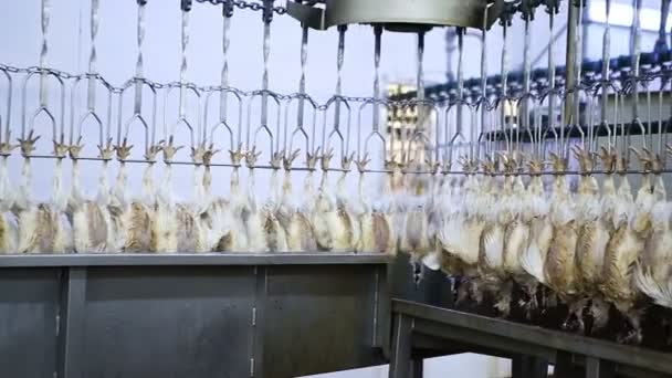 Κοτόπουλο επεξεργασία γραμμής σε φάρμα πουλερικών. Γραμμή παραγωγής κρέατος κοτόπουλου. Βιομηχανία τροφίμων. - Πλάνα, βίντεο