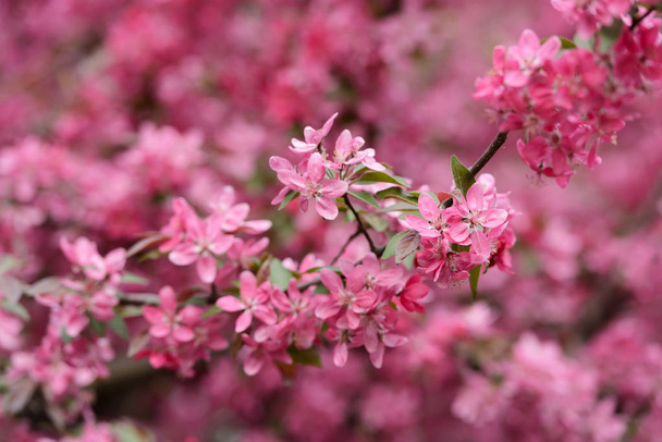 Pink sakura flowers on spring cherrys twigs - Valokuva, kuva