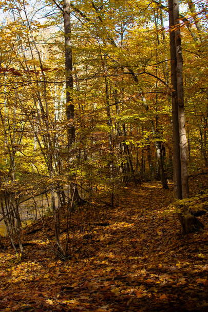 A small forest trail along a stream covered with orange leaves on a sunny fall day.  - Zdjęcie, obraz