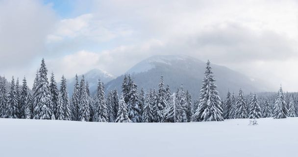 Panorama of fantastic winter landscape with snowy trees - Foto, Imagen