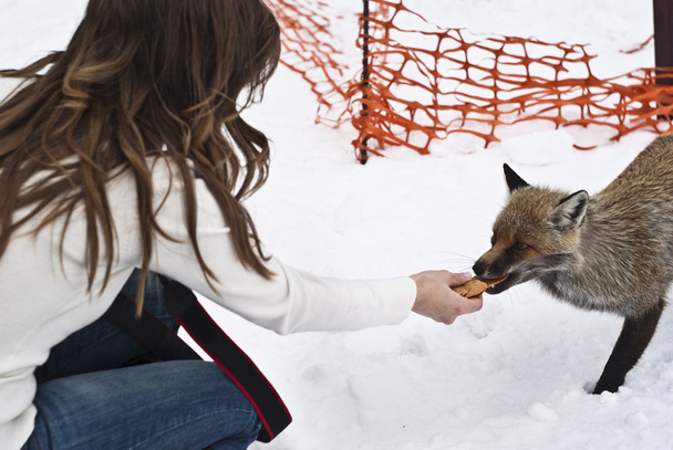 fox eats from the hands - Photo, Image
