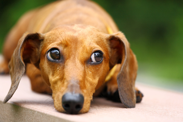 dachshund dog - Photo, Image