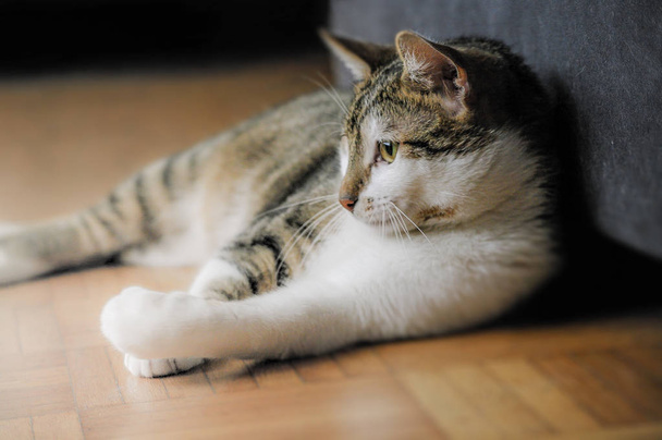 Портрет домашнего счастливого кота на гладком фоне
 - Фото, изображение