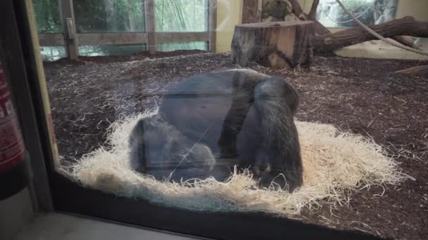 Üzgün şempanze bir hayvanat bahçesi cam arkasında yatıyor. - Video, Çekim