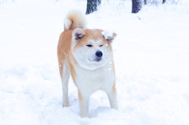Νέοι ζωηρό σκυλί ΑΚΙΤΑ για μια βόλτα. Περπάτημα σε εξωτερικούς χώρους το χειμώνα. Πώς να προστατέψετε το κατοικίδιό σας από υποθερμία.  - Φωτογραφία, εικόνα