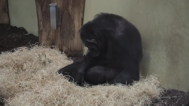 Portret smutny szympans w zoo. Zbliżenie, strzał w 4k. - Materiał filmowy, wideo