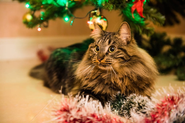 Divertido gato noruego bajo el árbol de Navidad en Año Nuevo. Gato juega bromas
 - Foto, Imagen