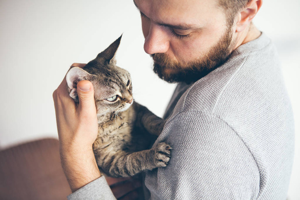 Zbliżenie: Mora Devon Rex kot i broda człowiek. Atrakcyjny facet trzyma w jego ramiona słodkie mruczenie kota i jest to przytulanie. Kot lubi ludzi firmy - Zdjęcie, obraz