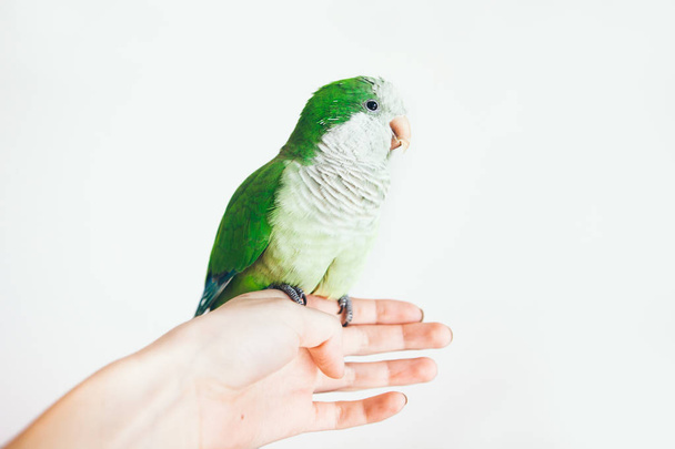 Primo piano del piccolo Monk Parakeet su sfondo bianco. Foto di un pappagallo quacchero verde seduto sulla mano della donna
. - Foto, immagini