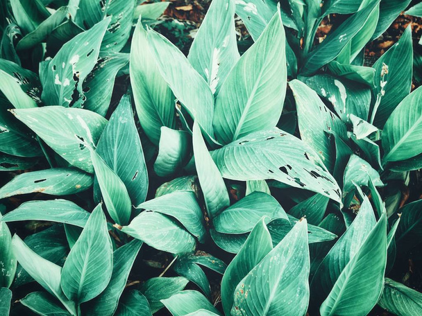 Прекрасне зелене тропічне листя
 - Фото, зображення