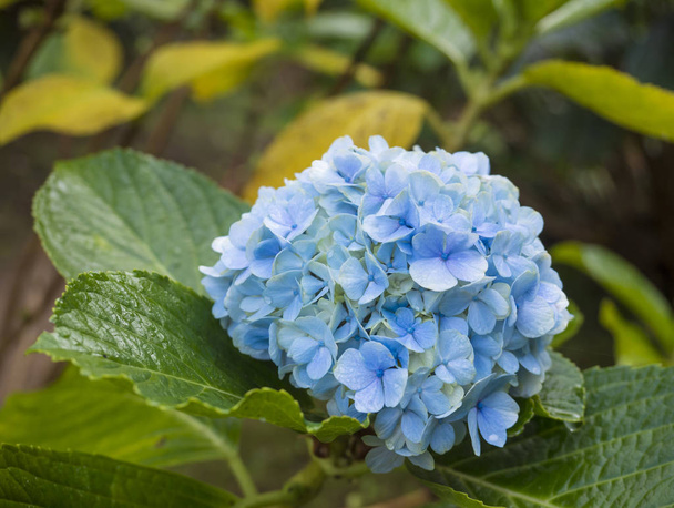 Zblízka modré hortenzie květina nebo hortenzie velkolistá se zelenými listy, Selektivní ostření - Fotografie, Obrázek
