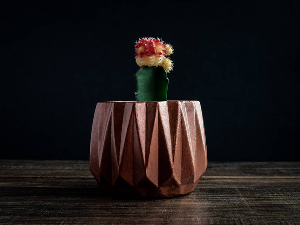Planteur en béton géométrique couleur cuivre peint moderne sur table en bois isolé sur fond noir
. - Photo, image