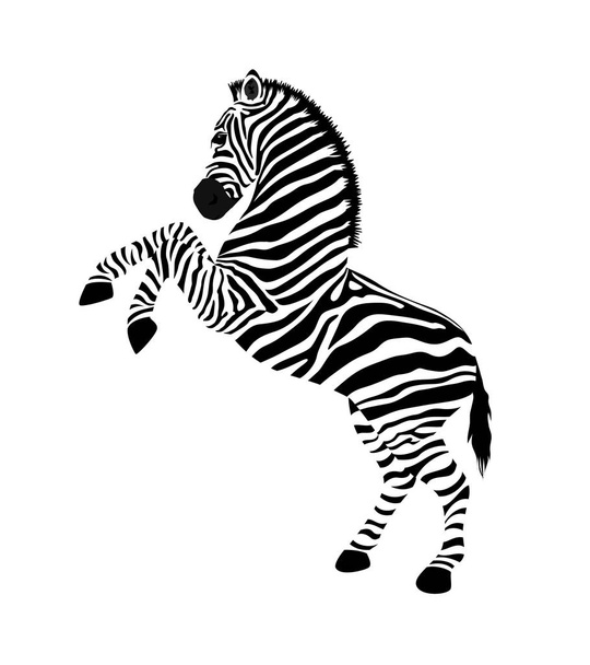 Zebra with hind legs. Wild animal texture. Striped black and white. Vector illustration isolated on white background. - Вектор,изображение