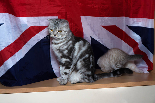 Kitten britischer Rasse vor dem Hintergrund der Flagge - Foto, Bild