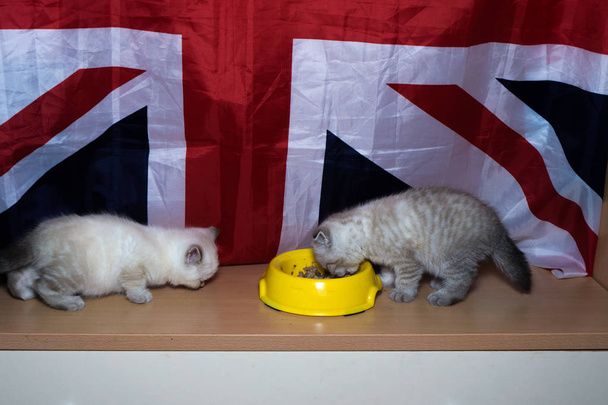 britannique chat race manger le jaune posidy votre alimentation
 - Photo, image