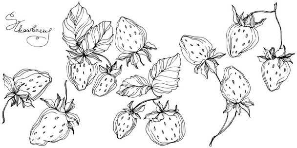 Vector φράουλα φρούτα. Μαύρο και άσπρο χαραγμένο μελάνι τέχνης. Απομονωμένη φράουλα εικονογράφηση στοιχείο. - Διάνυσμα, εικόνα