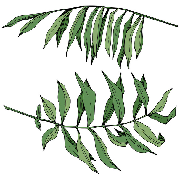 Vector Exotic tropical hawaiian summer. Green engraved ink art. Isolated leaf illustration element. - Wektor, obraz