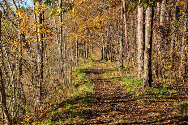 malebný pohled krásné podzimní les - Fotografie, Obrázek