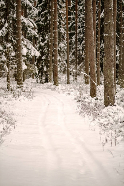 téli erdő gyönyörű festői kilátással - Fotó, kép