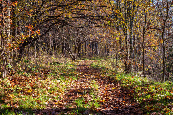 Vista panorâmica da bela floresta de outono
 - Foto, Imagem