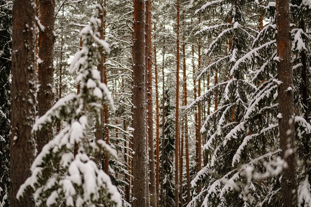 красивый живописный вид на зимний лес
 - Фото, изображение