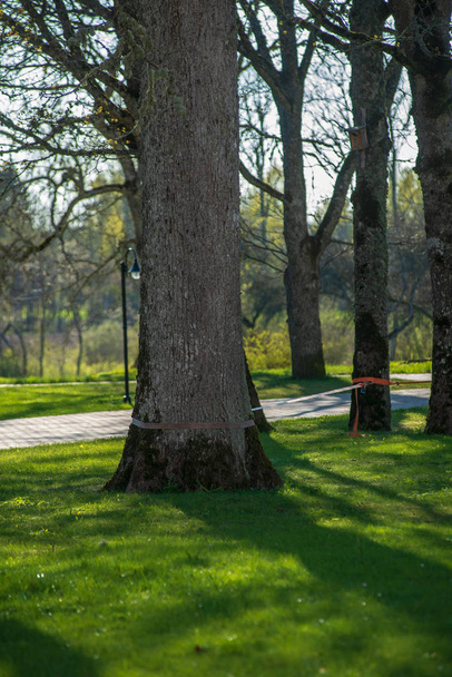 vista panorámica del árbol en el prado en verano
 - Foto, imagen