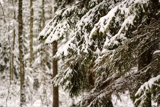 schöne malerische Aussicht auf den Winterwald - Foto, Bild