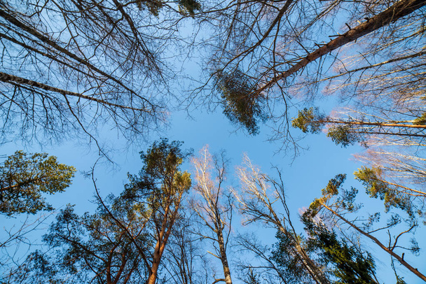 bottom view of winter forest and blue sky on background - Foto, afbeelding