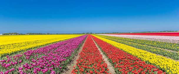 Panorama pola kolorowe tulipany w Noordoostpolder, Holandia - Zdjęcie, obraz