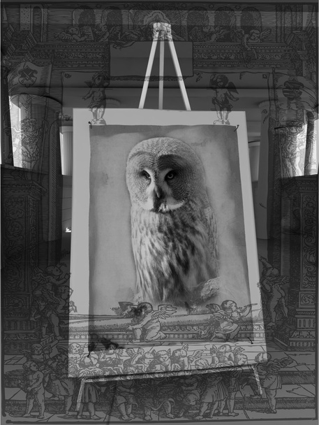 the owl - 写真・画像