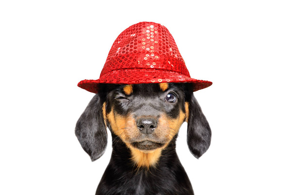 Portrait of a funny winking puppy in a red hat isolated on white background - Photo, image