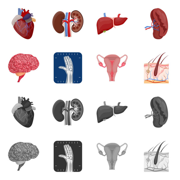 Vector illustration of body and human logo. Collection of body and medical stock vector illustration. - Vektor, obrázek