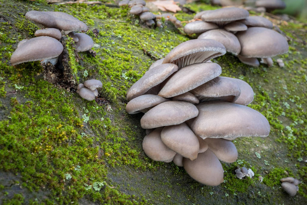 Edible mushroom Pleurotus ostreatus known as oyster mushroom - Czech Republic, Europe - Photo, Image