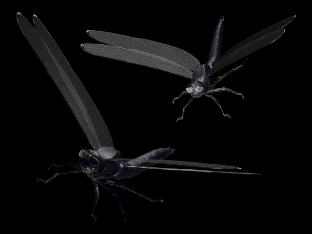 animal: dragonflies - Φωτογραφία, εικόνα