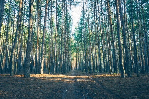 Route dans la forêt de pins en automne. - Photo, image