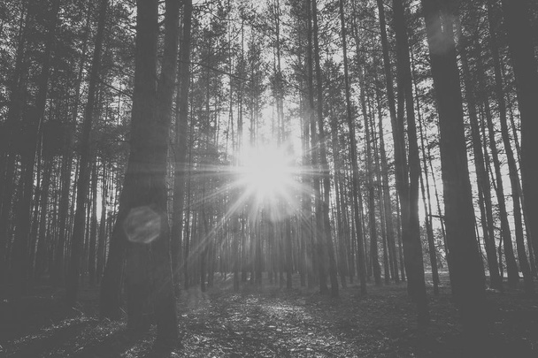 Východ slunce v borovém lese na podzim. Černobílé Foto. - Fotografie, Obrázek