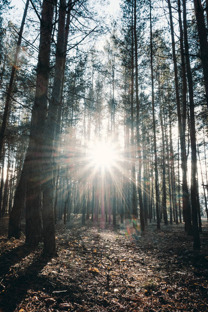Salida del sol en un bosque de pinos en otoño
. - Foto, imagen