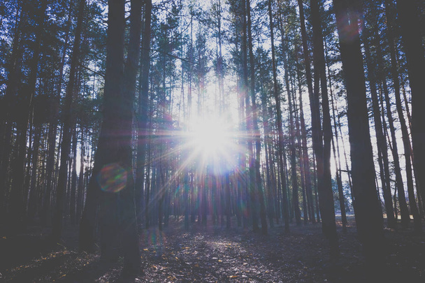 Sunrise in a pine forest in the autumn. - 写真・画像