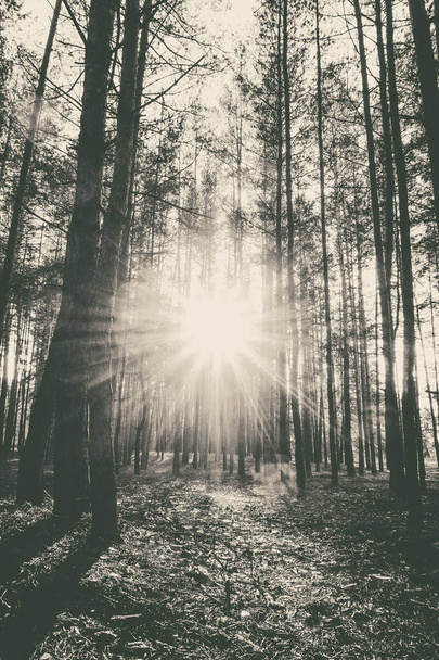 Východ slunce v borovém lese na podzim. Černobílé Foto. - Fotografie, Obrázek