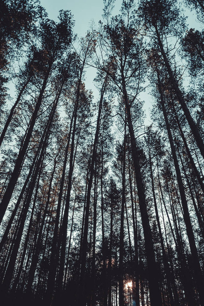 Tops of pine trees in the forest. - Fotoğraf, Görsel