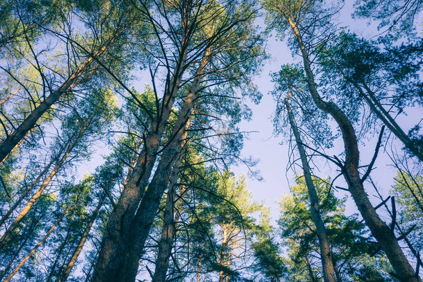 Tops of pine trees in the forest. - Photo, Image