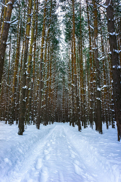 Snow road in the pine forest in winter. - Fotoğraf, Görsel
