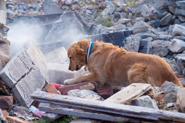 Dog looking for injured people in ruins after earthquake. - Photo, Image
